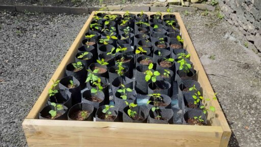 Wood Street branches out as sapling nursery
